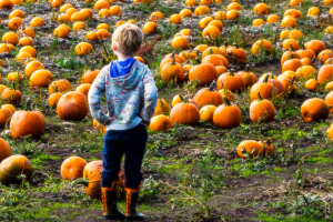 A Day of Pumpkin Picking at Eastfield Farm