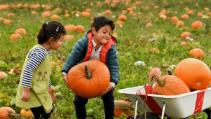A Day of Pumpkin Picking at Eastfield Farm