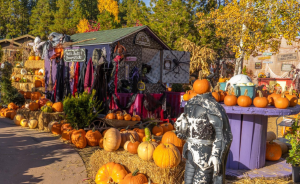 Our Visit to Wurzels Pumpkin Patch