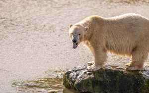 Yorkshire Wildlife Park